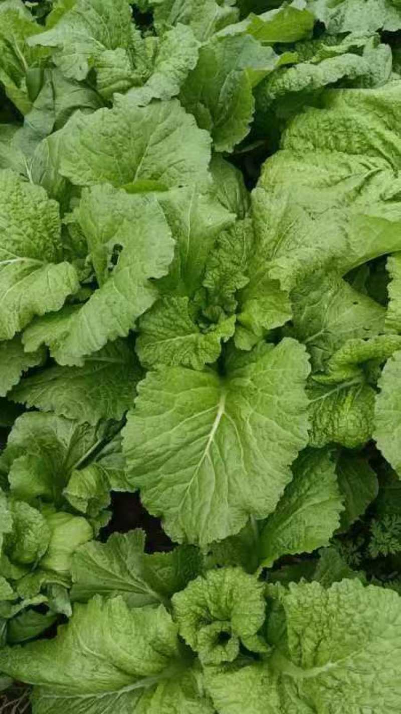 【精品】芥菜泡青菜产地直发一手货源品质保证量大优惠