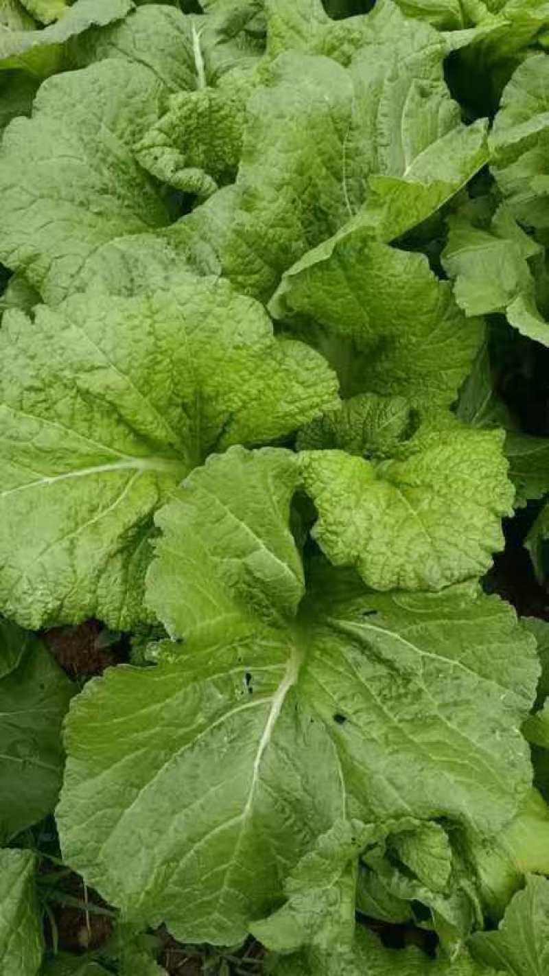 【精品】芥菜泡青菜产地直发一手货源品质保证量大优惠