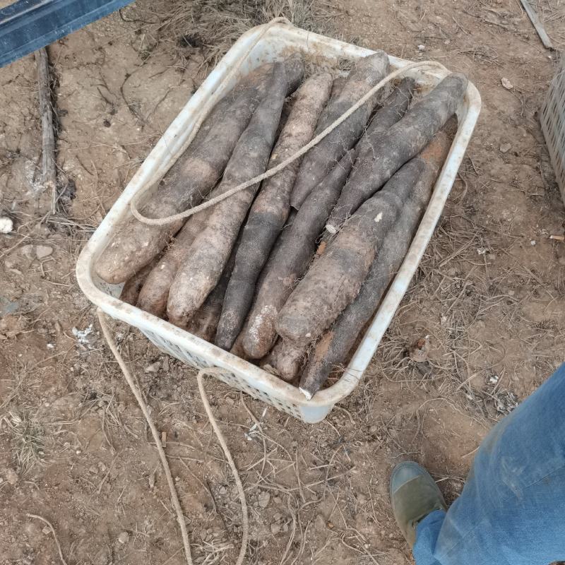 广西柳州黑鬼山药，种植了110亩，通货，精品货，产地看货