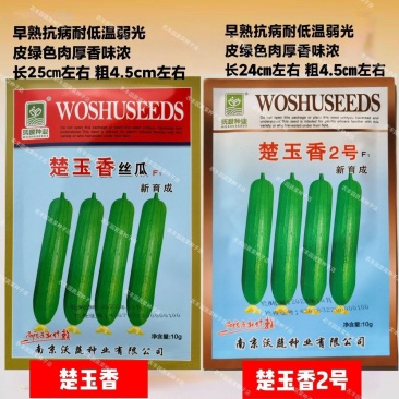 丝瓜种子楚玉香/楚玉香2号丝瓜种子早熟抗病肉厚香味浓香丝