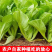 【精品】芥菜泡青菜产地直发一手货源品质保证量大优惠