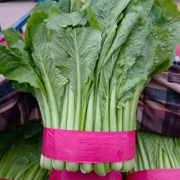 邯郸永年区精品小白菜量大从优欢迎详谈