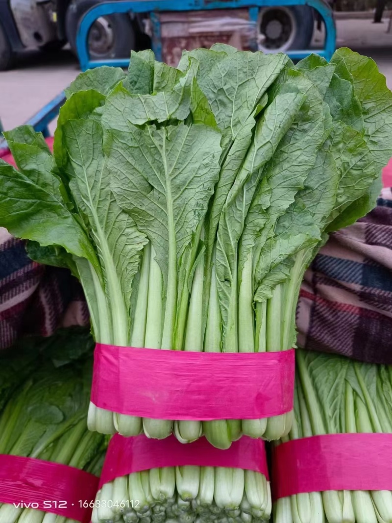 邯郸永年区精品小白菜量大从优欢迎详谈