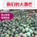 海南特大芒果三亚澳芒三亚芒果直发芒果当季新鲜水果