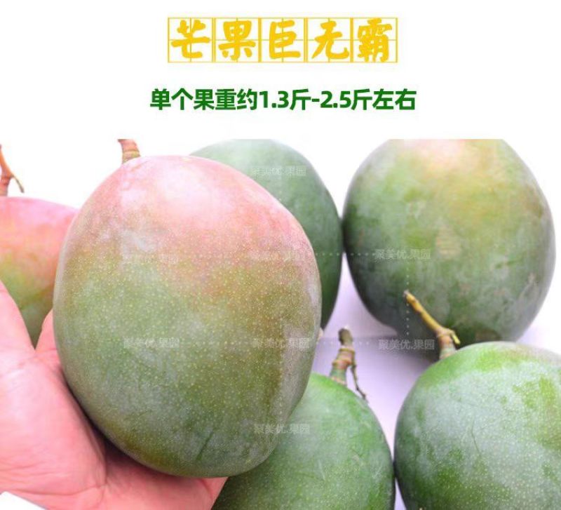 海南特大芒果三亚澳芒三亚芒果直发芒果当季新鲜水果