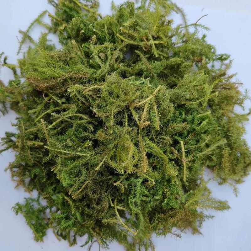 伸筋草