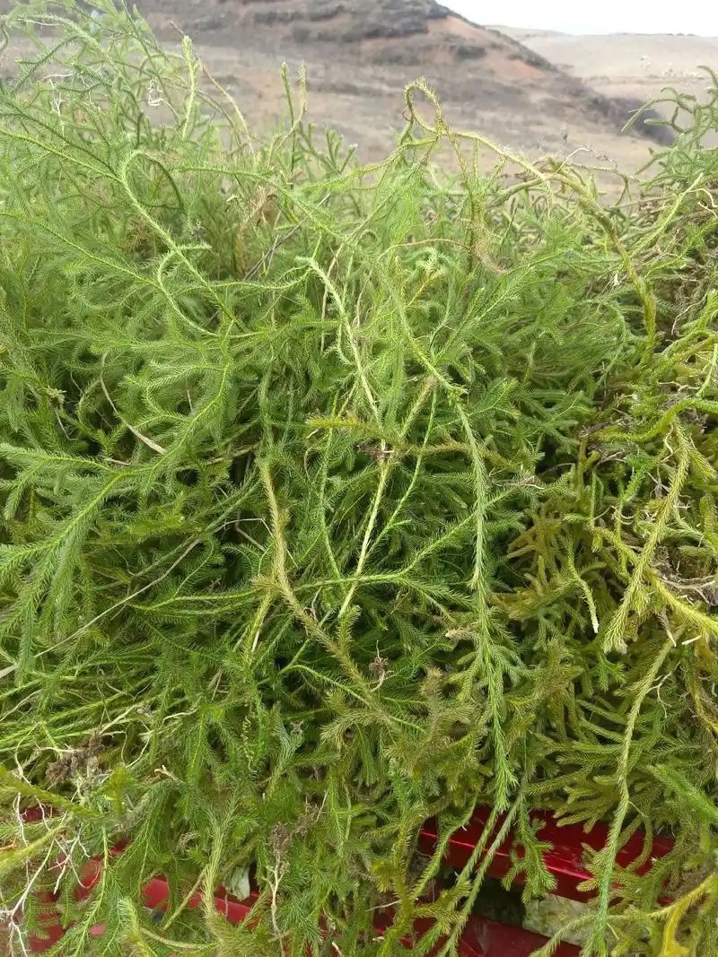 伸筋草
