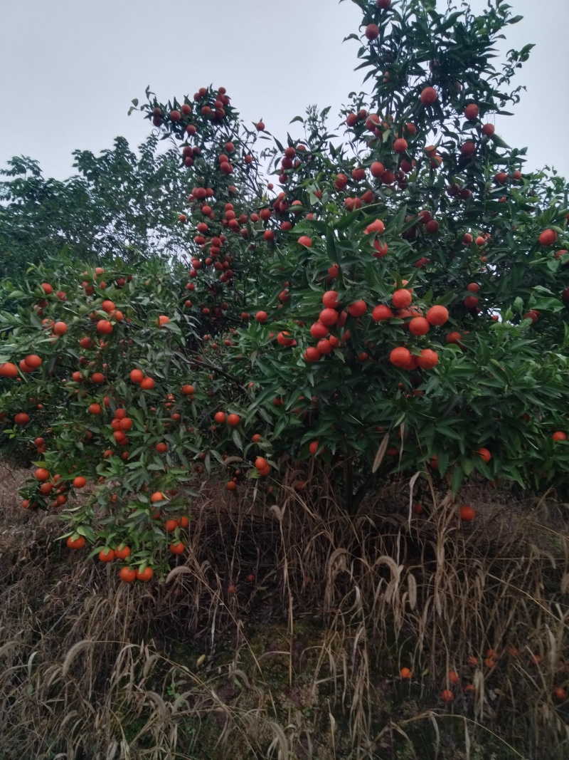 东方红柑橘世纪红柑橘美国糖橘大量有货口感甜颜色火红，画渣
