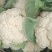 精品白面青梗有机花菜品质保证货源充足量大从优
