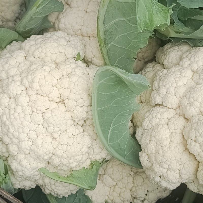 精品白面青梗有机花菜品质保证货源充足量大从优