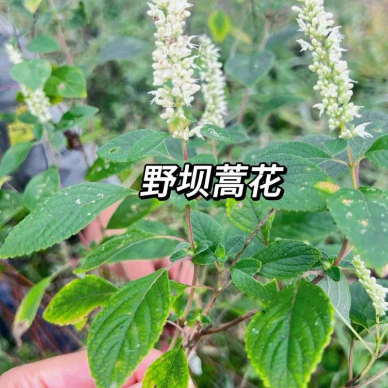 野坝蒿