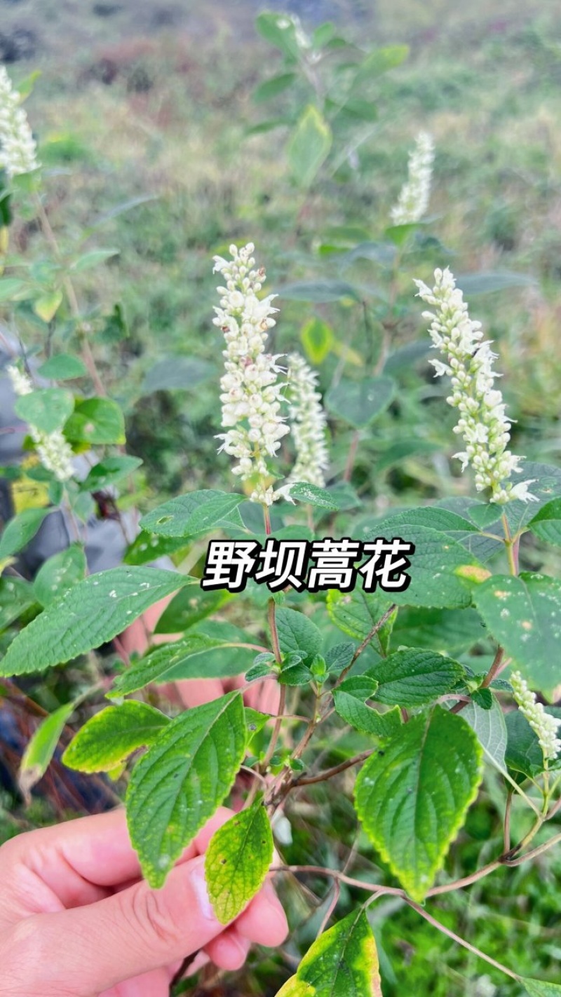 野坝蒿