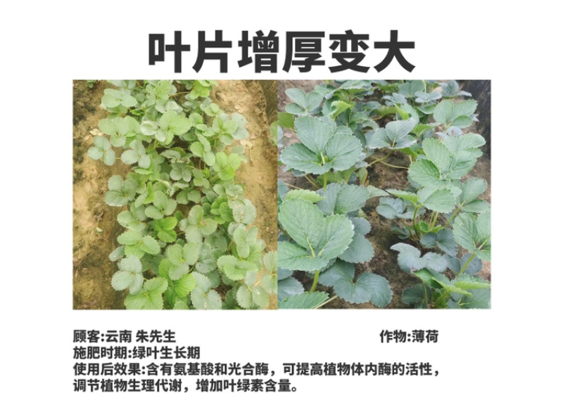 酶解鱼蛋白氨基酸水溶肥生根壮苗养根调理增产土壤冲施肥料