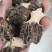 脚白小草莓羊肚菌