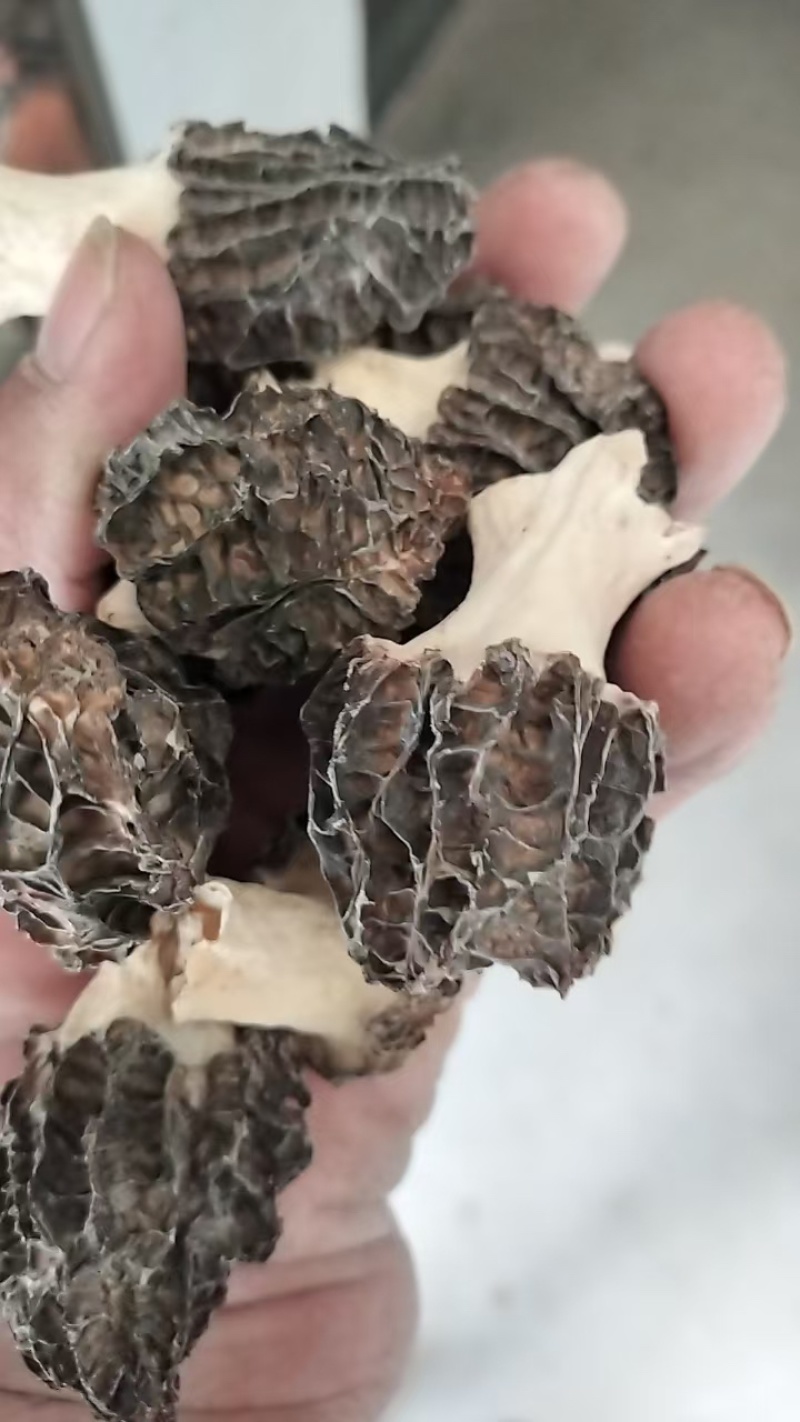 脚白小草莓羊肚菌