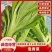 【精品】芥菜泡青菜产地直发一手货源品质保证量大优惠