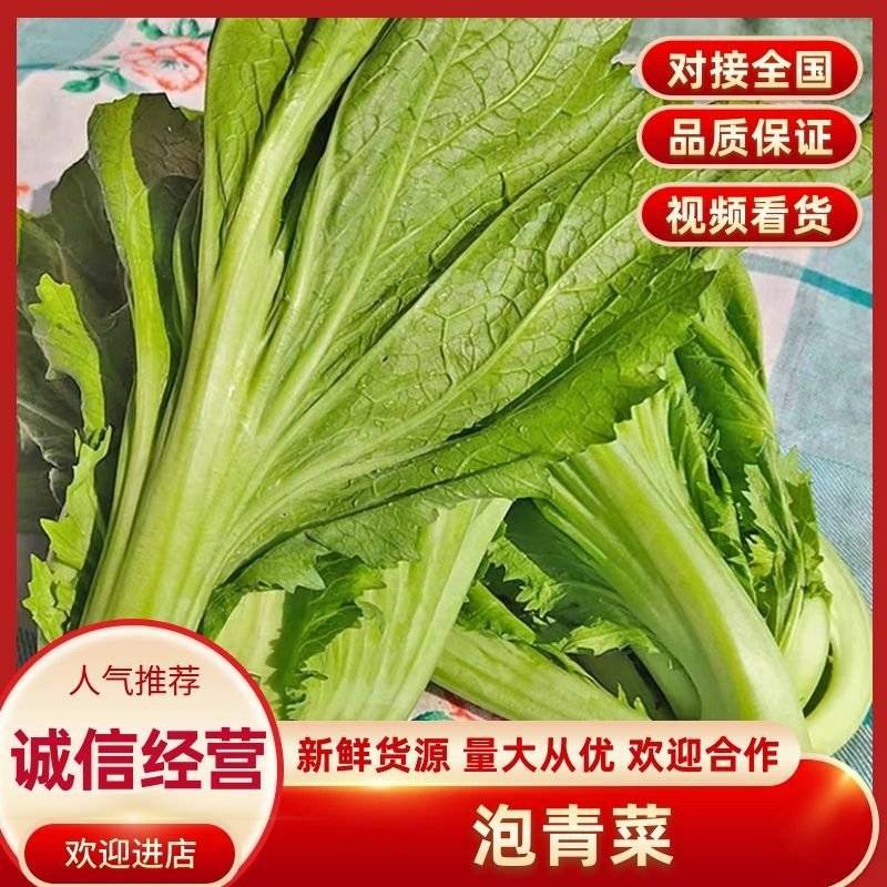 【精品】芥菜泡青菜产地直发一手货源品质保证量大优惠