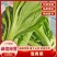 【精品】芥菜泡青菜产地直发一手货源品质保证量大优惠