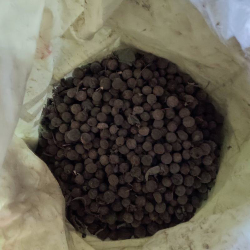干构树果