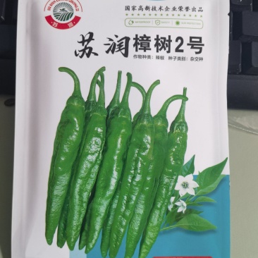苏润樟树2号樟树港辣椒种子