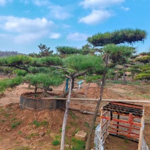 造型黑松造型油松，一手货源，现挖现装，移栽苗，保证成活