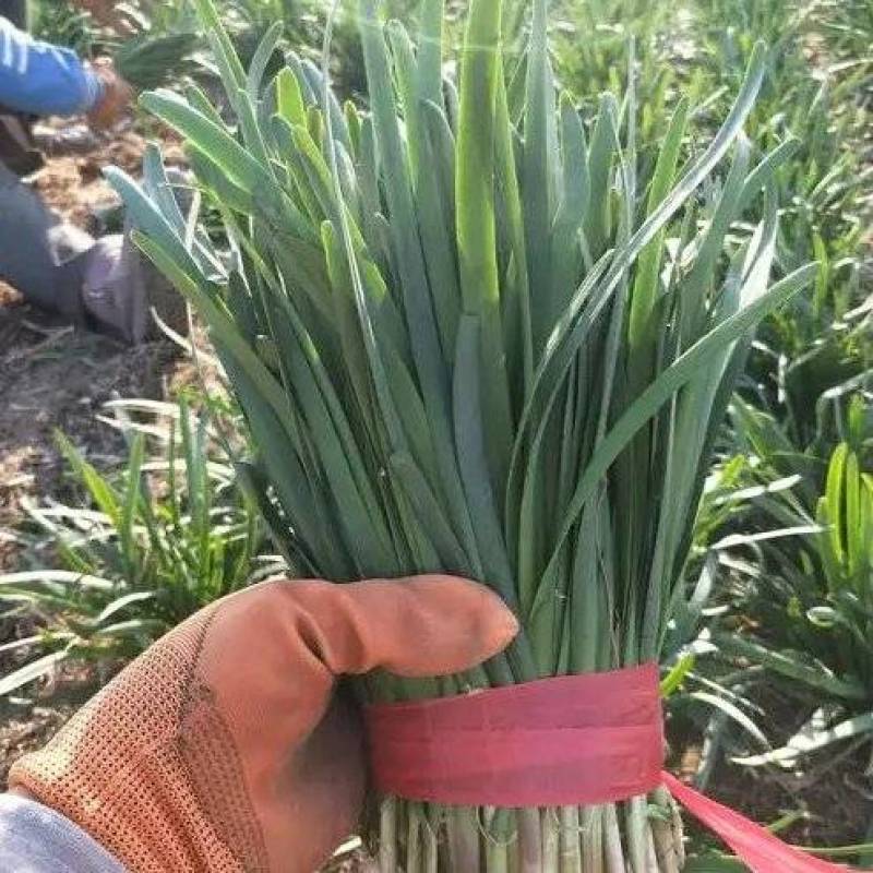 精选山东韭菜口感好大叶韭菜产地直发品质保障诚信价格实惠