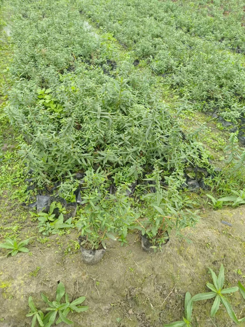 贵州千屈菜批发贵州苗木基地供应各类规格千屈菜基地