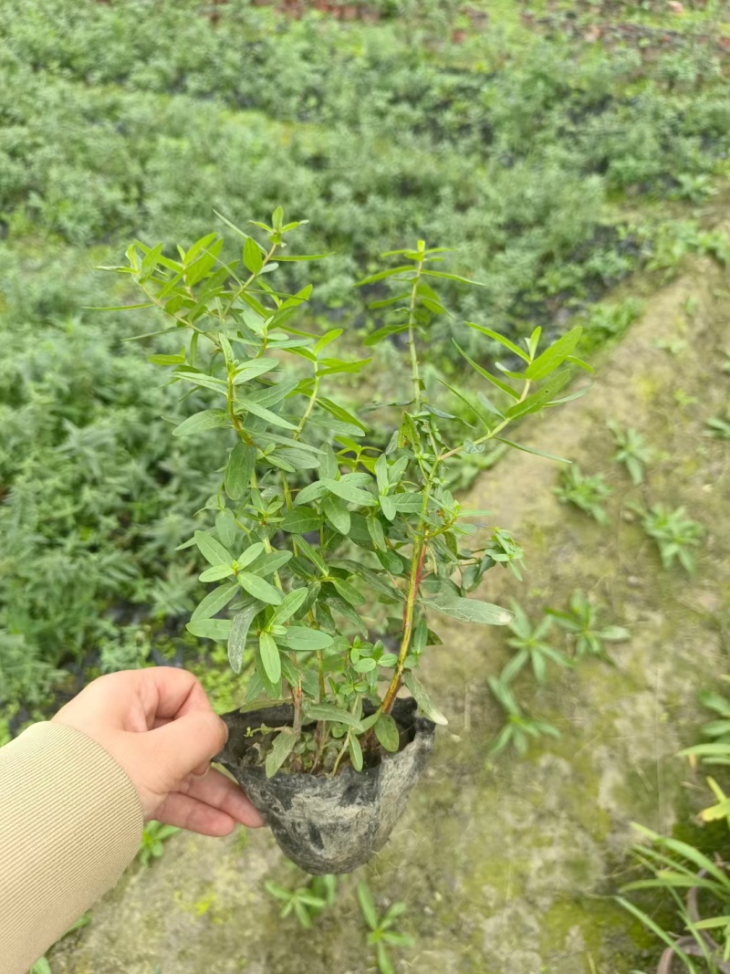 贵州千屈菜批发贵州苗木基地供应各类规格千屈菜基地