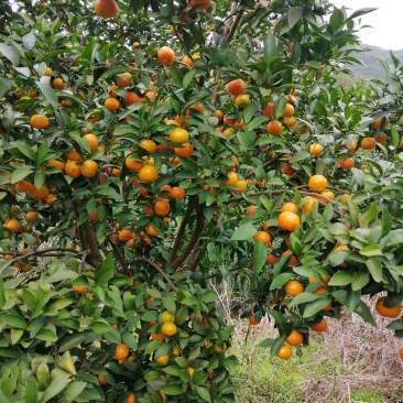 【实力】沙糖橘量大价优，诚信经营，欢迎客商前来采购