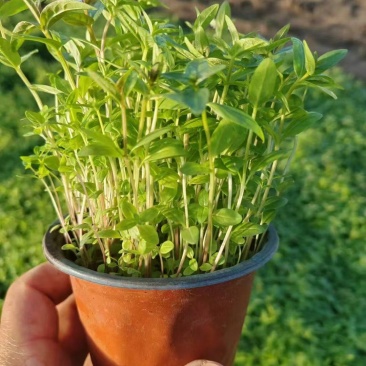 重庆千屈菜批发重庆苗木基地供应各类规格千屈菜基地