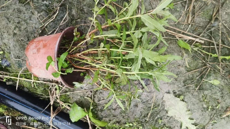 重庆千屈菜批发重庆苗木基地供应各类规格千屈菜基地
