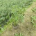 重庆千屈菜批发重庆苗木基地供应各类规格千屈菜基地