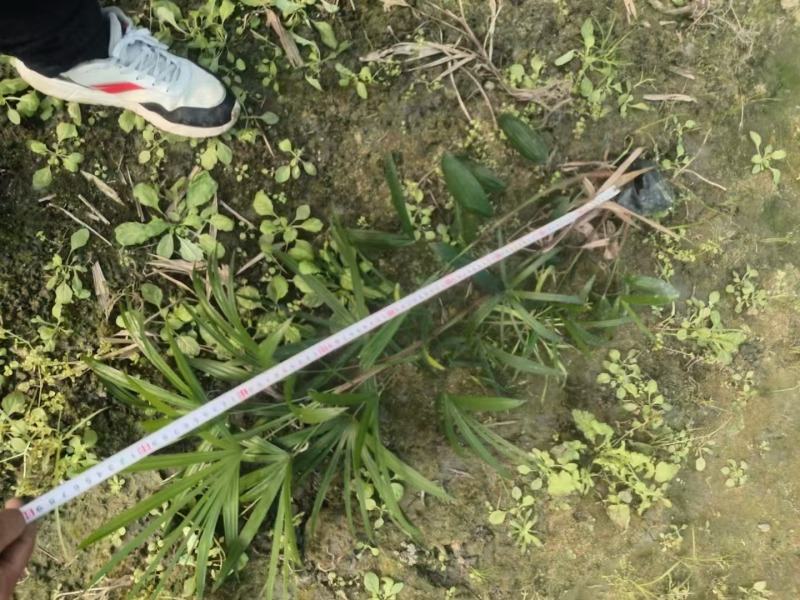 成都细叶棕竹批发成都苗木基地供应各类规格细叶棕竹基地