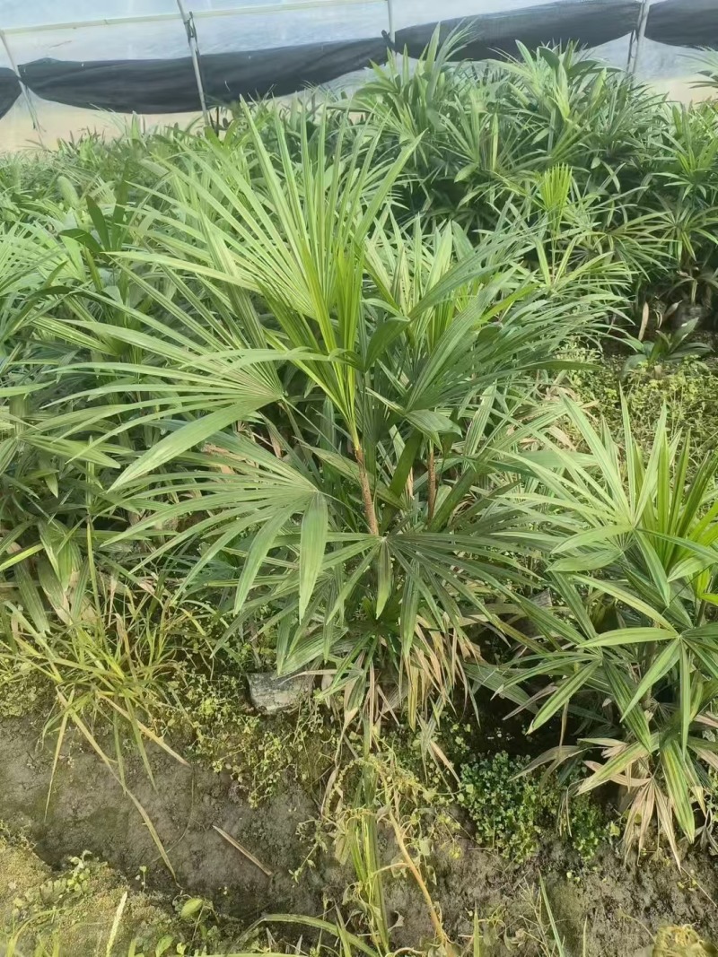 成都细叶棕竹批发成都苗木基地供应各类规格细叶棕竹基地