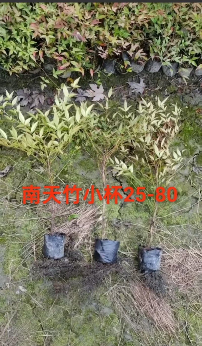 成都南天竹批发成都苗木基地供应各类规格南天竹基地