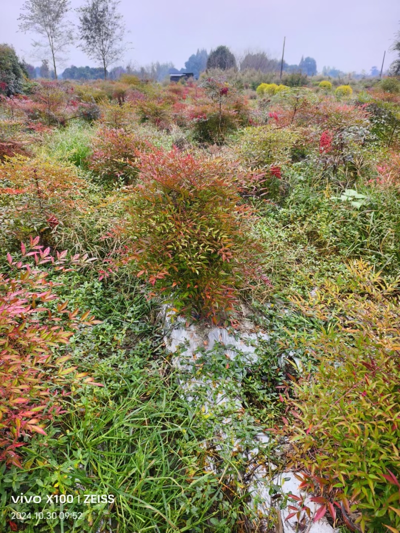 成都南天竹批发成都苗木基地供应各类规格南天竹基地