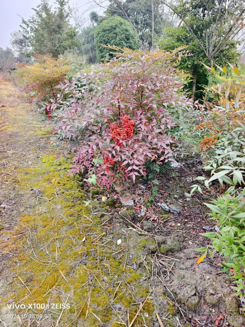 成都南天竹批发成都苗木基地供应各类规格南天竹基地