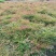成都南天竹批发成都苗木基地供应各类规格南天竹基地