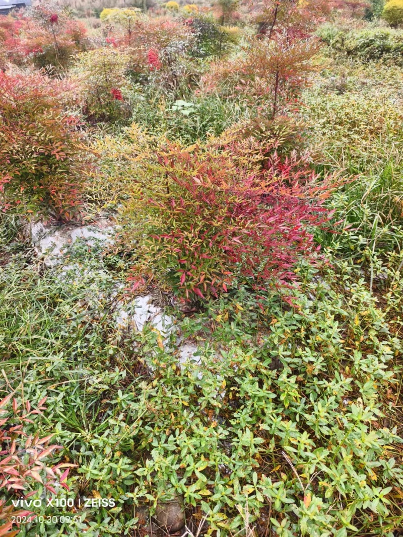 贵州南天竹批发贵州苗木基地供应各类规格南天竹基地
