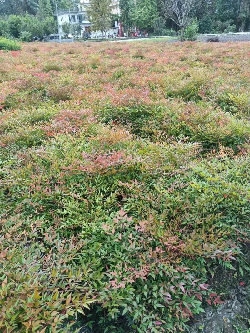 贵州南天竹批发贵州苗木基地供应各类规格南天竹基地