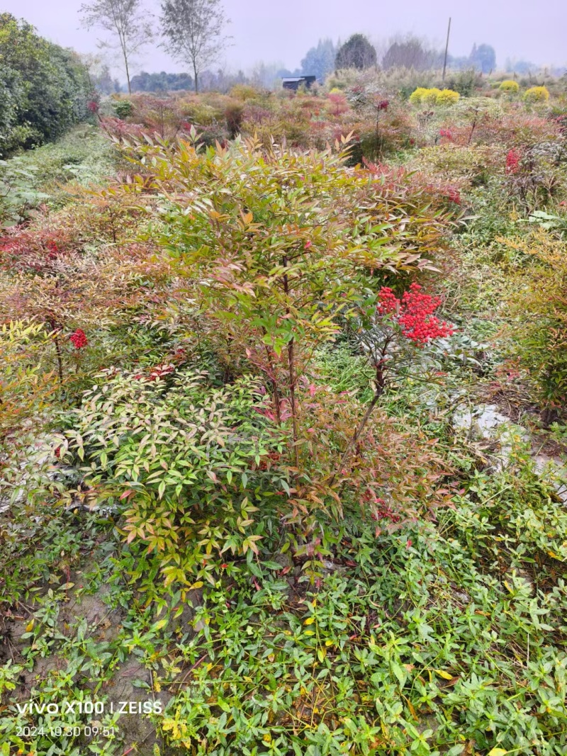 重庆南天竹批发重庆苗木基地供应各类规格南天竹基地