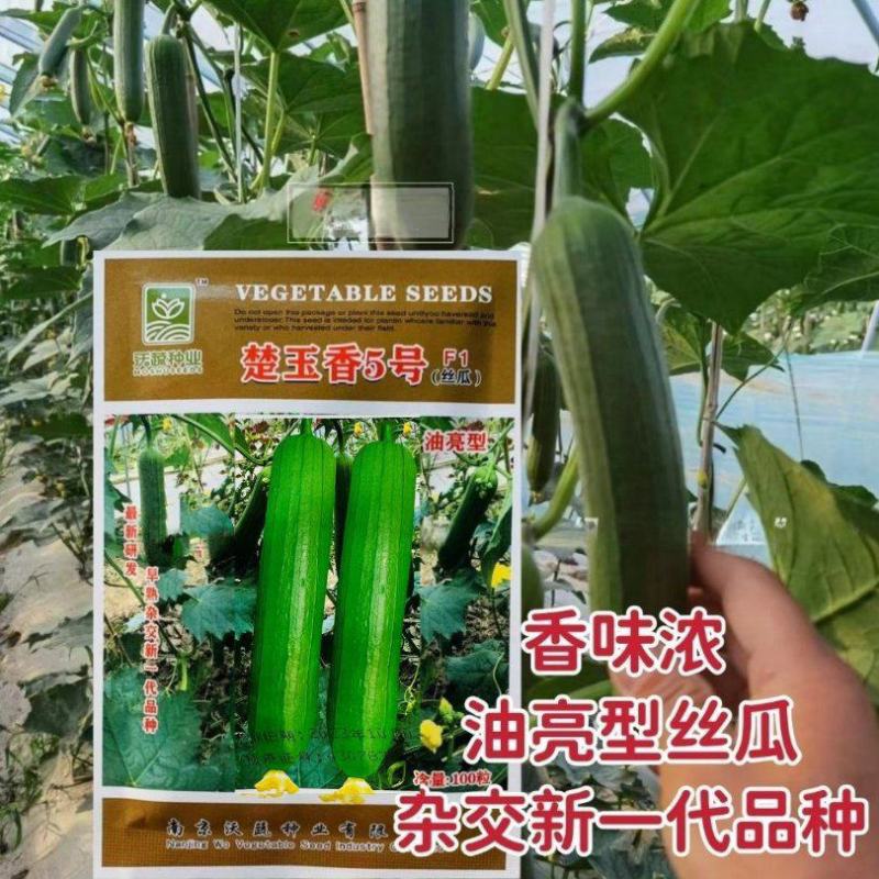 沃蔬楚玉香5号油亮型丝瓜种子高产早熟杂交新一代品种香味