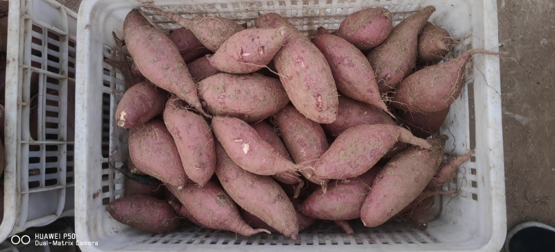 山东板栗薯