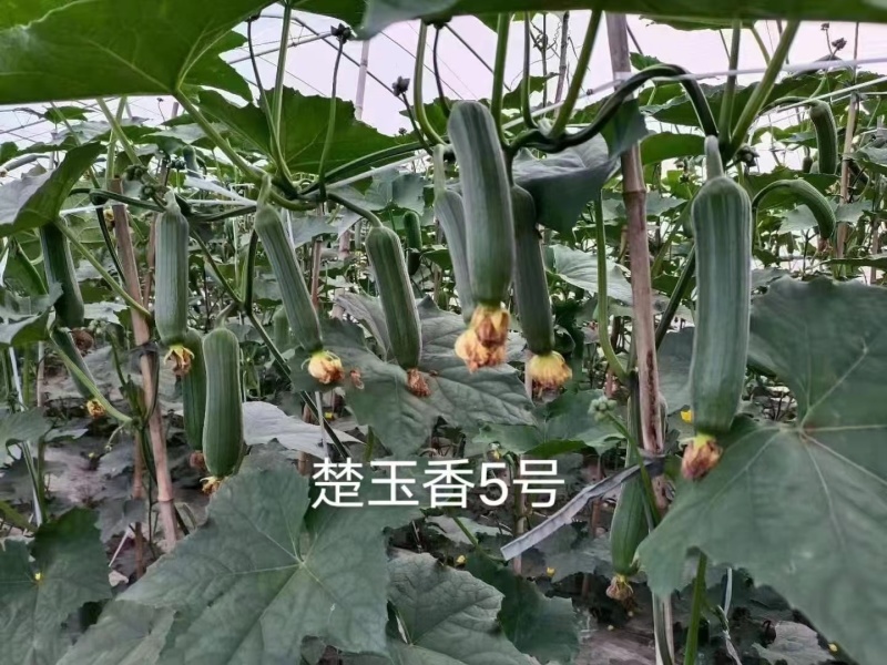 沃蔬楚玉香5号油亮型丝瓜种子高产早熟杂交新一代品种香味