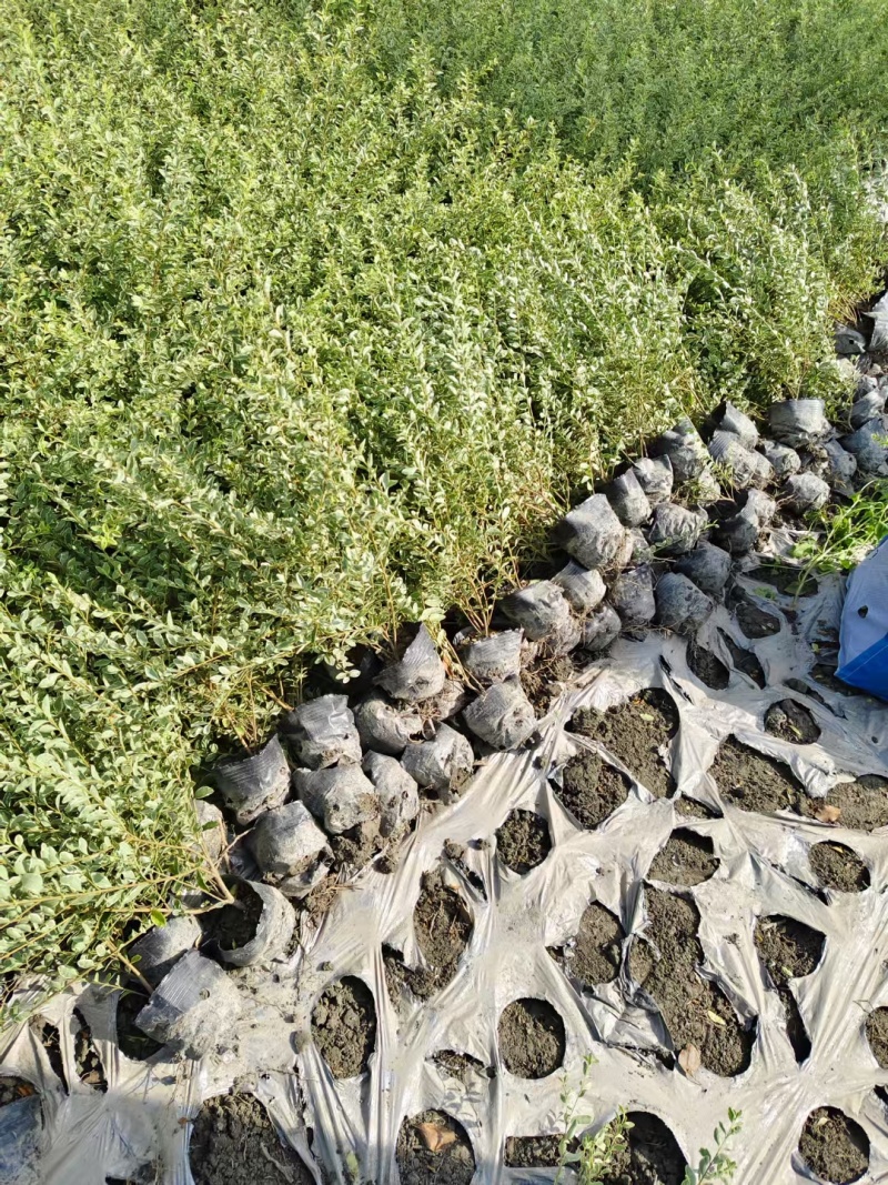 成都金姬小蜡批发成都苗木基地供应各类规格金姬小蜡基地