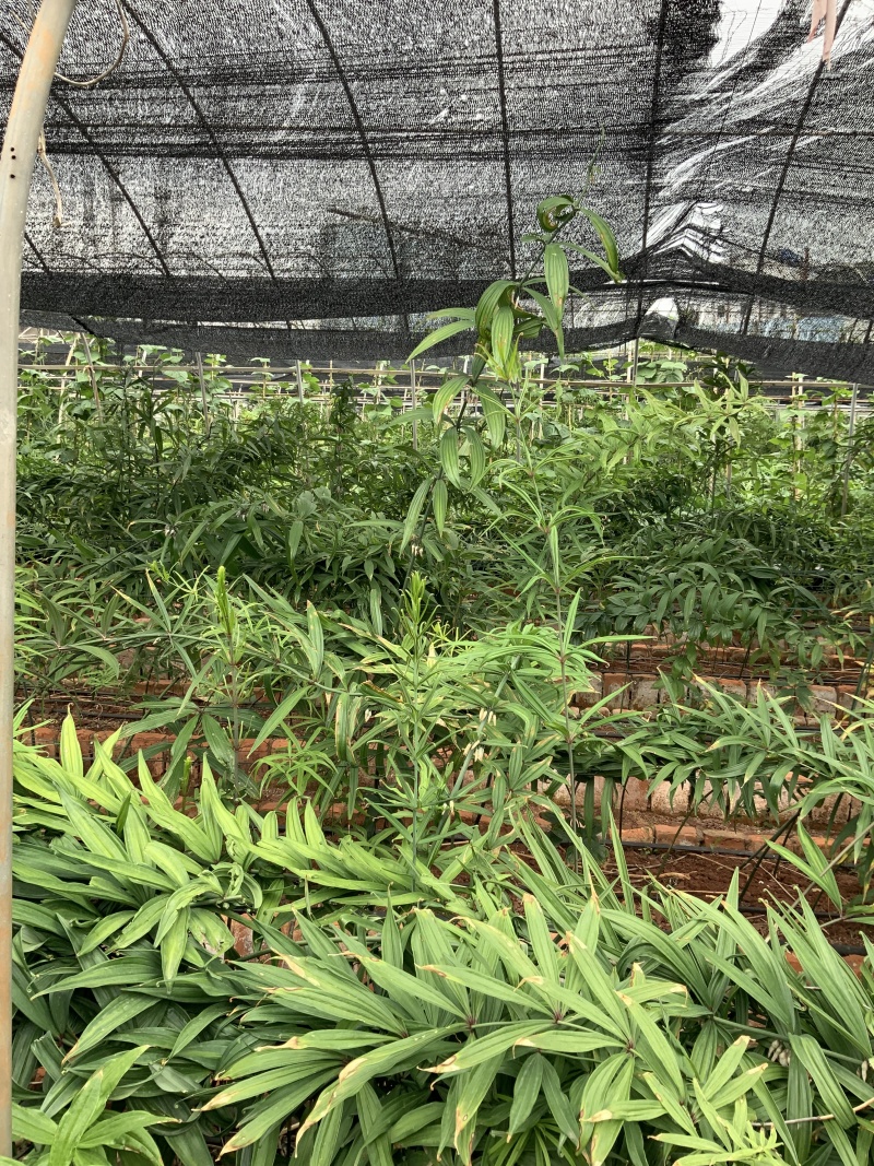 云南滇黄精鲜货，个大，品质好