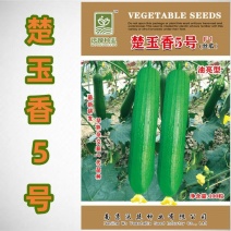 沃蔬楚玉香5号油亮型丝瓜种子高产早熟杂交新一代品种香味