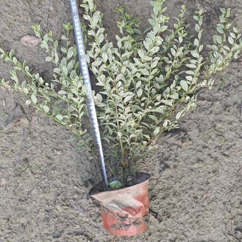 贵州金姬小蜡批发贵州苗木基地供应各类规格金姬小蜡基地