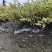 贵州金姬小蜡批发贵州苗木基地供应各类规格金姬小蜡基地