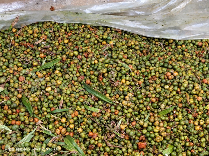 云南滇黄精种子，出芽率高，精品种子。自家种植，产地直供。